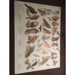 Schoolplaten/posters ‘Vogels’