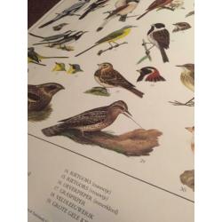 Schoolplaten/posters ‘Vogels’