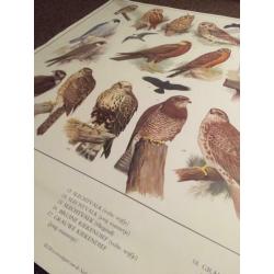 Schoolplaten/posters ‘Vogels’