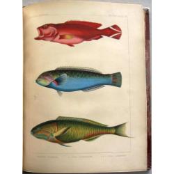 Notes on Japanese Fish 1856 Brevoort - Ichtyologie Vissen