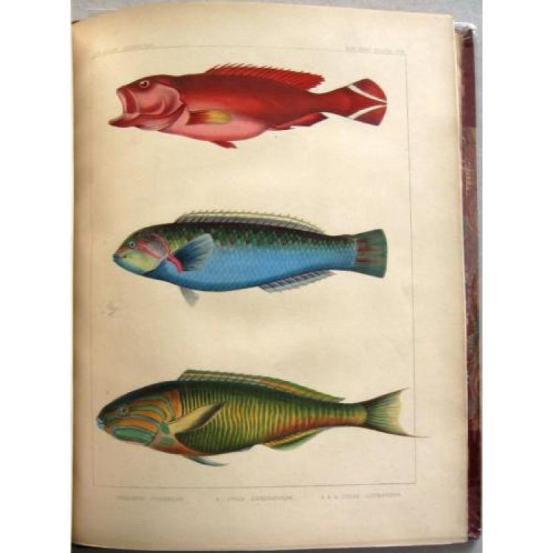 Notes on Japanese Fish 1856 Brevoort - Ichtyologie Vissen