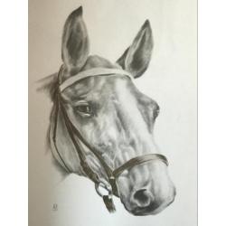 Paarden hoofd tekening (prent ) 47x63 cm