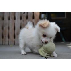 Chihuahua x Pomeriaan - pomchi