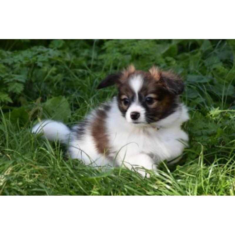 Vlinderhondje du Papillon (Vlinderhondje)