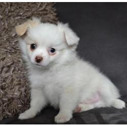 Chihuahua x Pomeriaan - pomchi