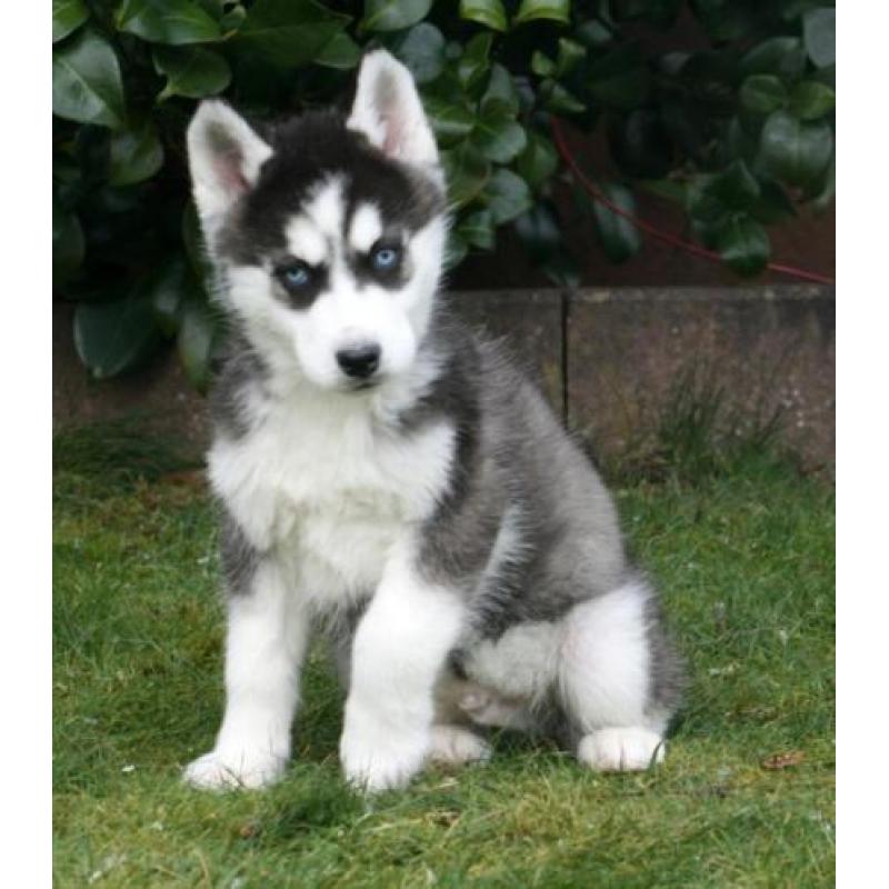 Mooie husky pups te koop