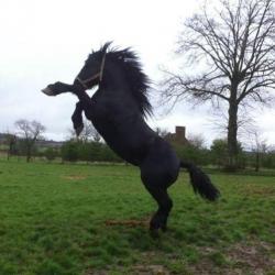 Meerdere Percheron's te koop