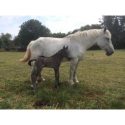 Meerdere Percheron's te koop