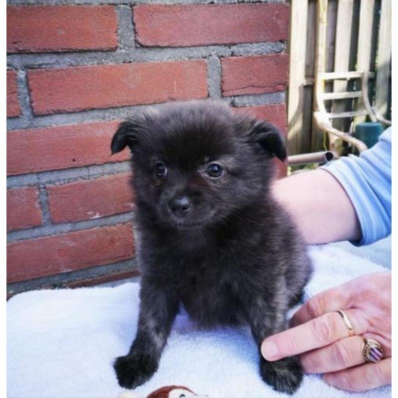 Pomchi puppy teefje 10 weken oud zwart/bruin/grijs Brindel