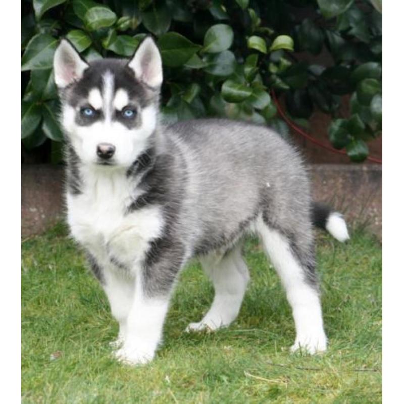 Mooie husky pups te koop