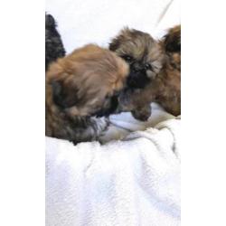 Shih tzu pups, raszuiver. (Geen boomers)