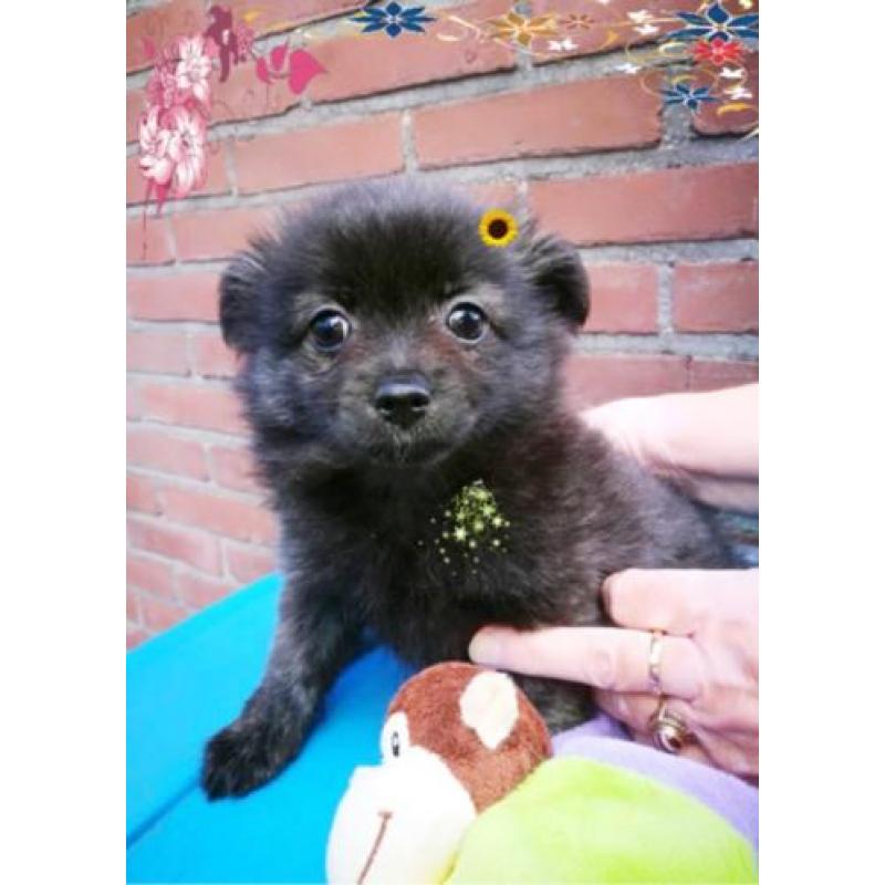 Pomchi puppy teefje 10 weken oud zwart/bruin/grijs Brindel