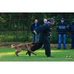 MD Policedogs is doorlopend op zoek naar honden