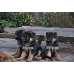 duitse herder pups