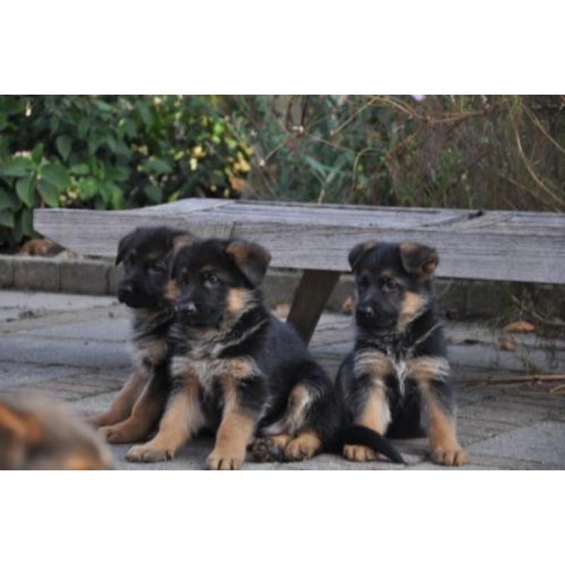 duitse herder pups