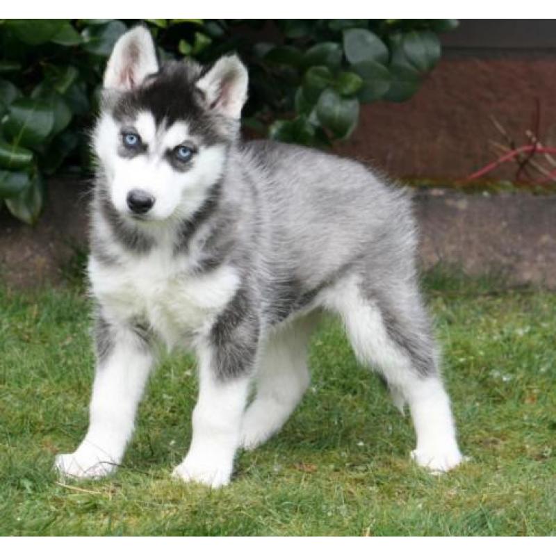 Mooie husky pups te koop