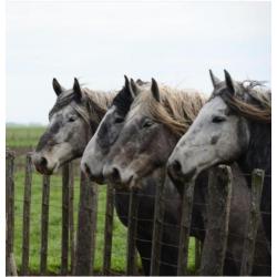 Meerdere Percheron's te koop