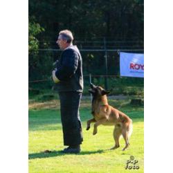 MD Policedogs is doorlopend op zoek naar honden