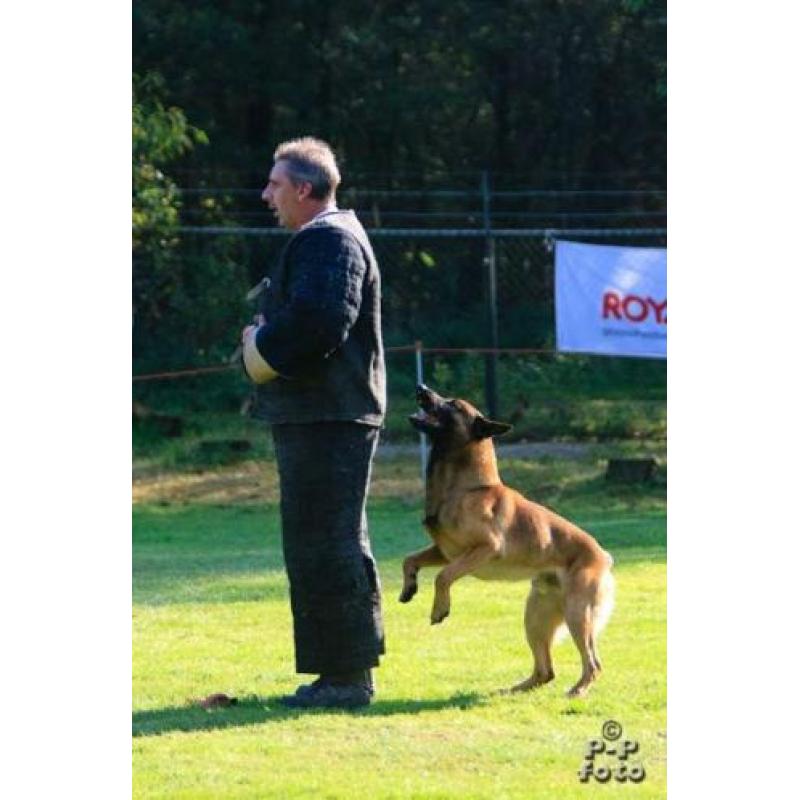 MD Policedogs is doorlopend op zoek naar honden