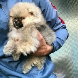 Pomeriaan,Pomeranian reutje mini bear