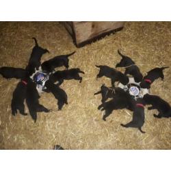 Te koop Mechelse Herder / labrador pups