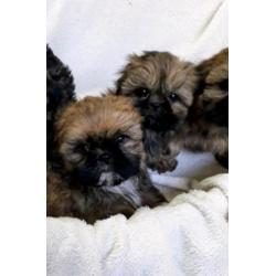 Shih tzu pups, raszuiver. (Geen boomers)