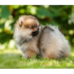 Prachtig Reutje Pomeranian/Pomeriaan/Dwergkeesje/ FCI