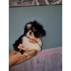 Prachtige shih-tzu pups