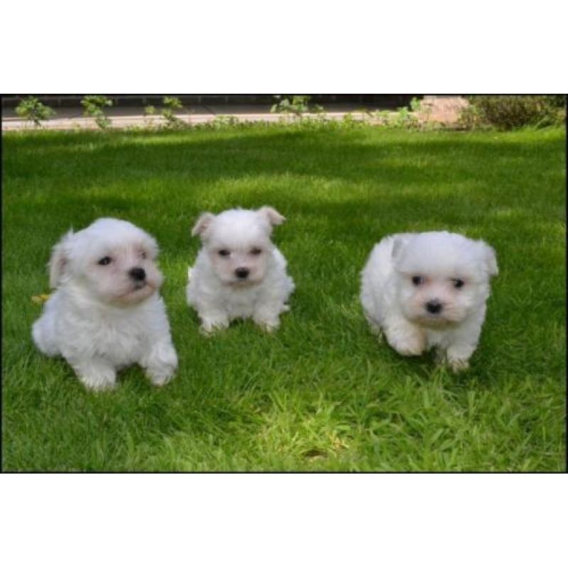 Maltezer pups