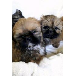 Shih tzu pups, raszuiver. (Geen boomers)