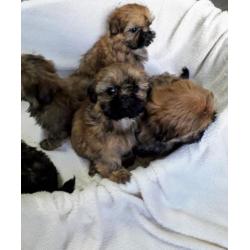 Shih tzu pups, raszuiver. (Geen boomers)