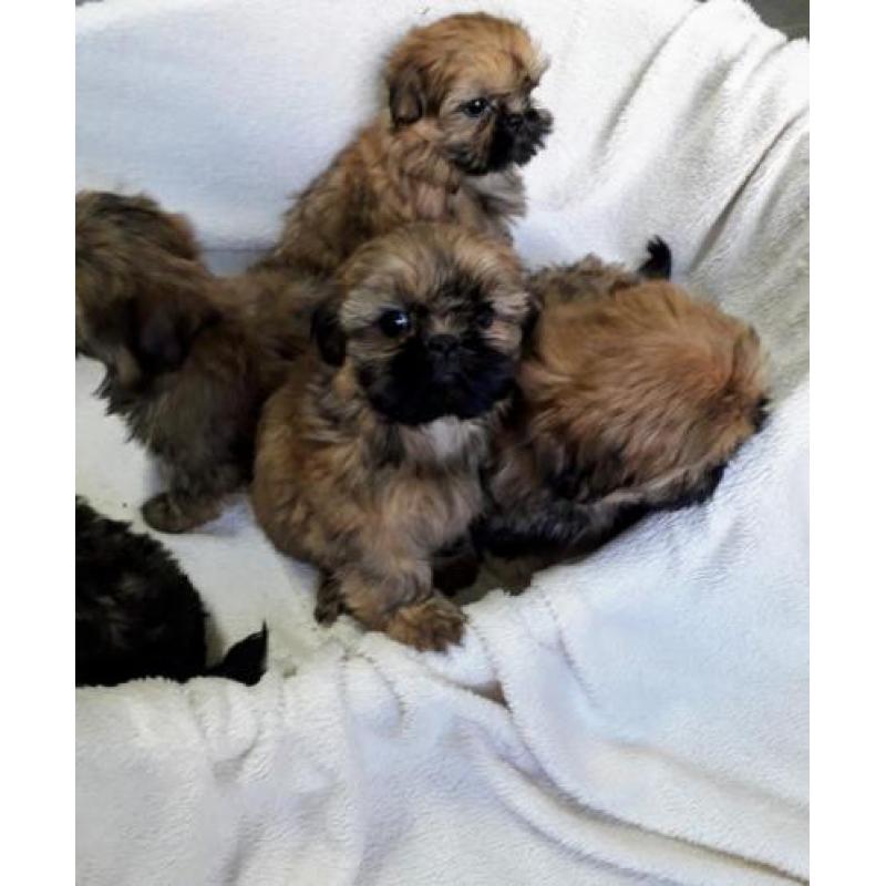 Shih tzu pups, raszuiver. (Geen boomers)