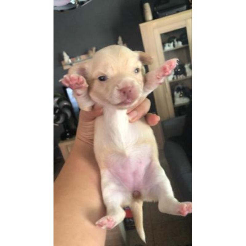 Chihuahua pups