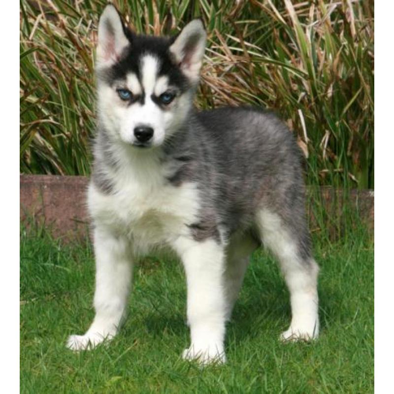 Mooie husky pups te koop