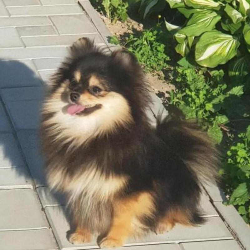 Prachtig Teefje Pomeranian/Pomeriaan/Dwergkeesje FCI