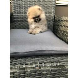 Pomeriaan,Pomeranian reutje mini bear