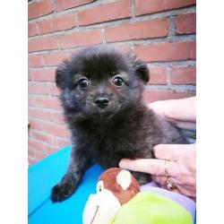 Pomchi puppy teefje 10 weken oud zwart/bruin/grijs Brindel