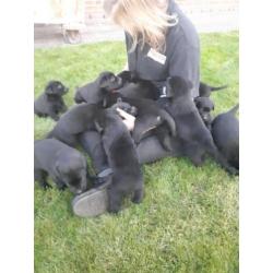 Te koop Mechelse Herder / labrador pups